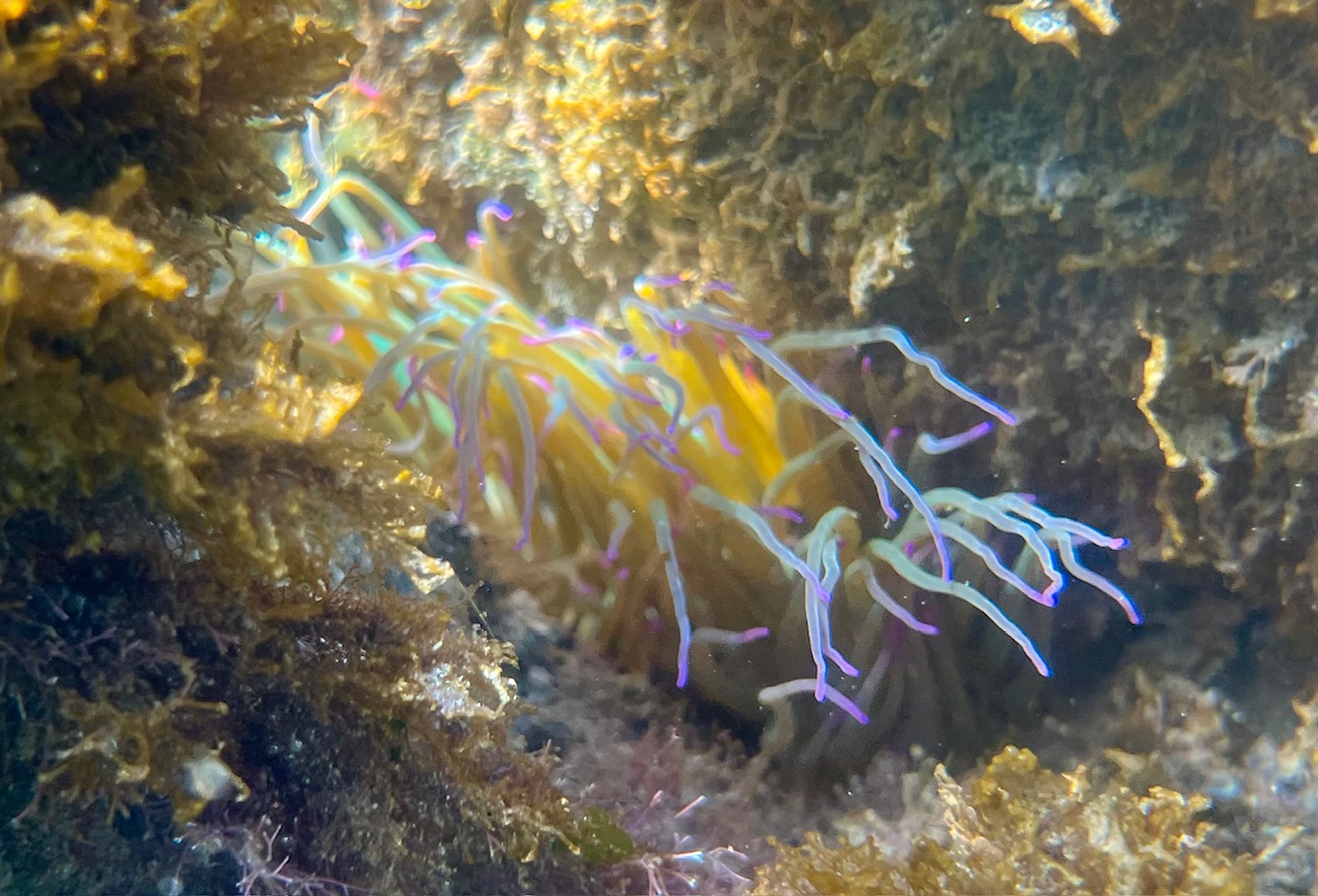 Lanemone capelli di Venere